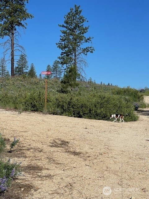 -nna Harmony Heights Road Brewster, WA 98812 - Photo 4 of 39 a street view with large trees