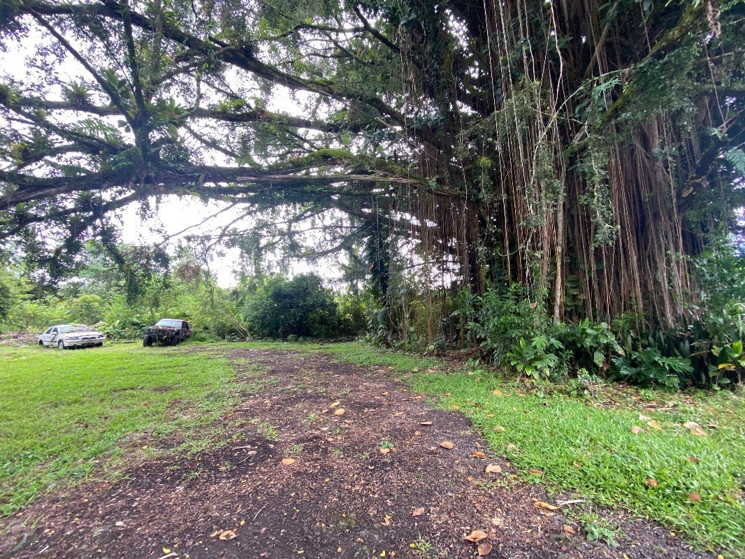 17-296 Volcano Road Kurtistown, HI 96749 - Photo 5 of 6