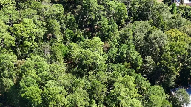 a view of a lush green forest
