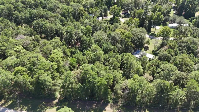 a view of a forest with a tree
