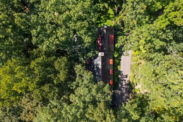 a view of a tree in a garden