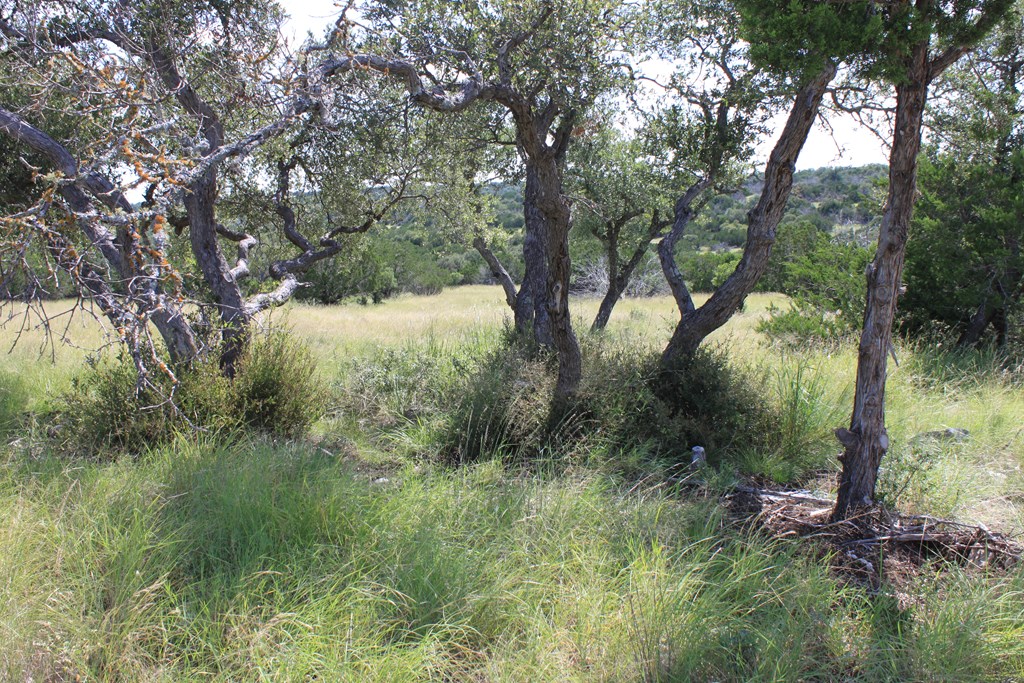 0 Dominion Road Rocksprings, TX 78880 - Photo 20 of 27 a view of a lush green forest