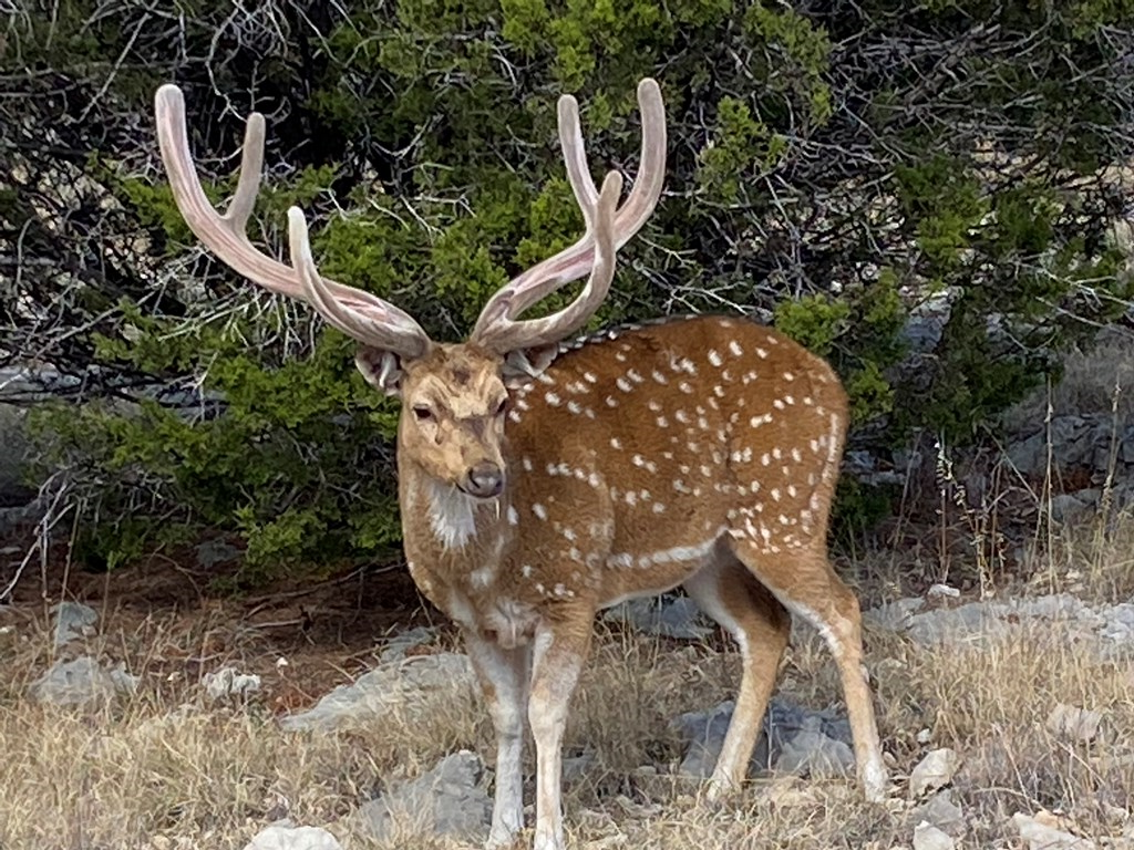 0 Dominion Road Rocksprings, TX 78880 - Photo 25 of 27
