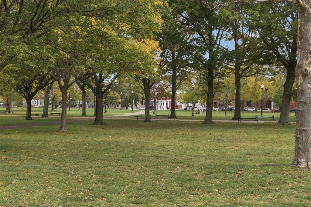 52 O Street, Unit 3 Boston, MA 02127 - Photo 19 of 20 a view of a trees in a park