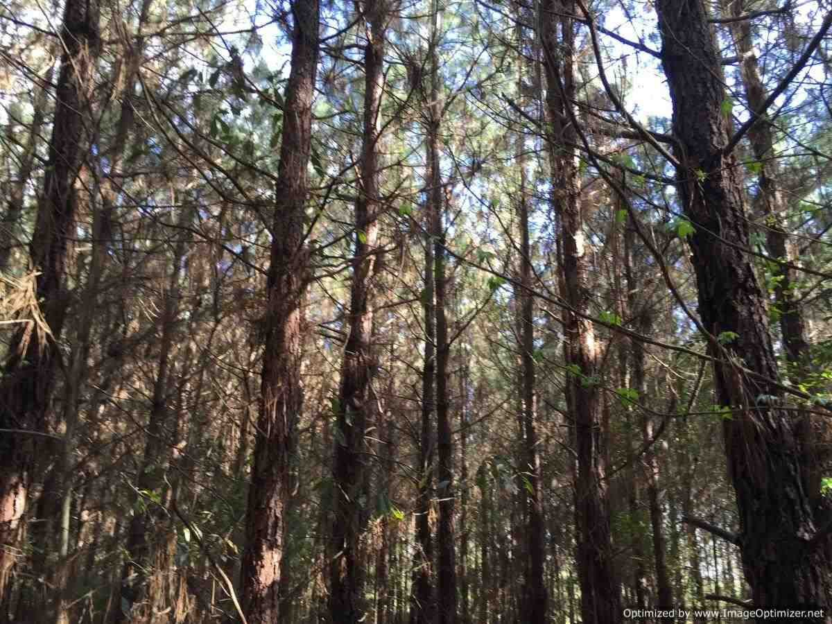 3115 Smiley Honea Road Magnolia, MS 39652 - Photo 15 of 19 Photo 15