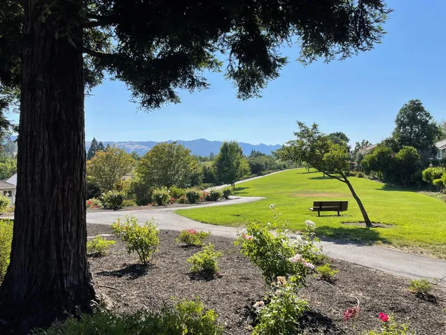 a view of a garden with a tree