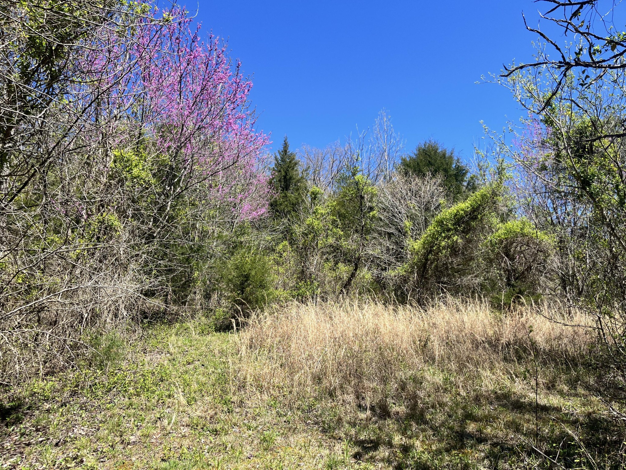 19 Caughron Mountain Road Sevierville, TN 37876 - Photo 7 of 16
