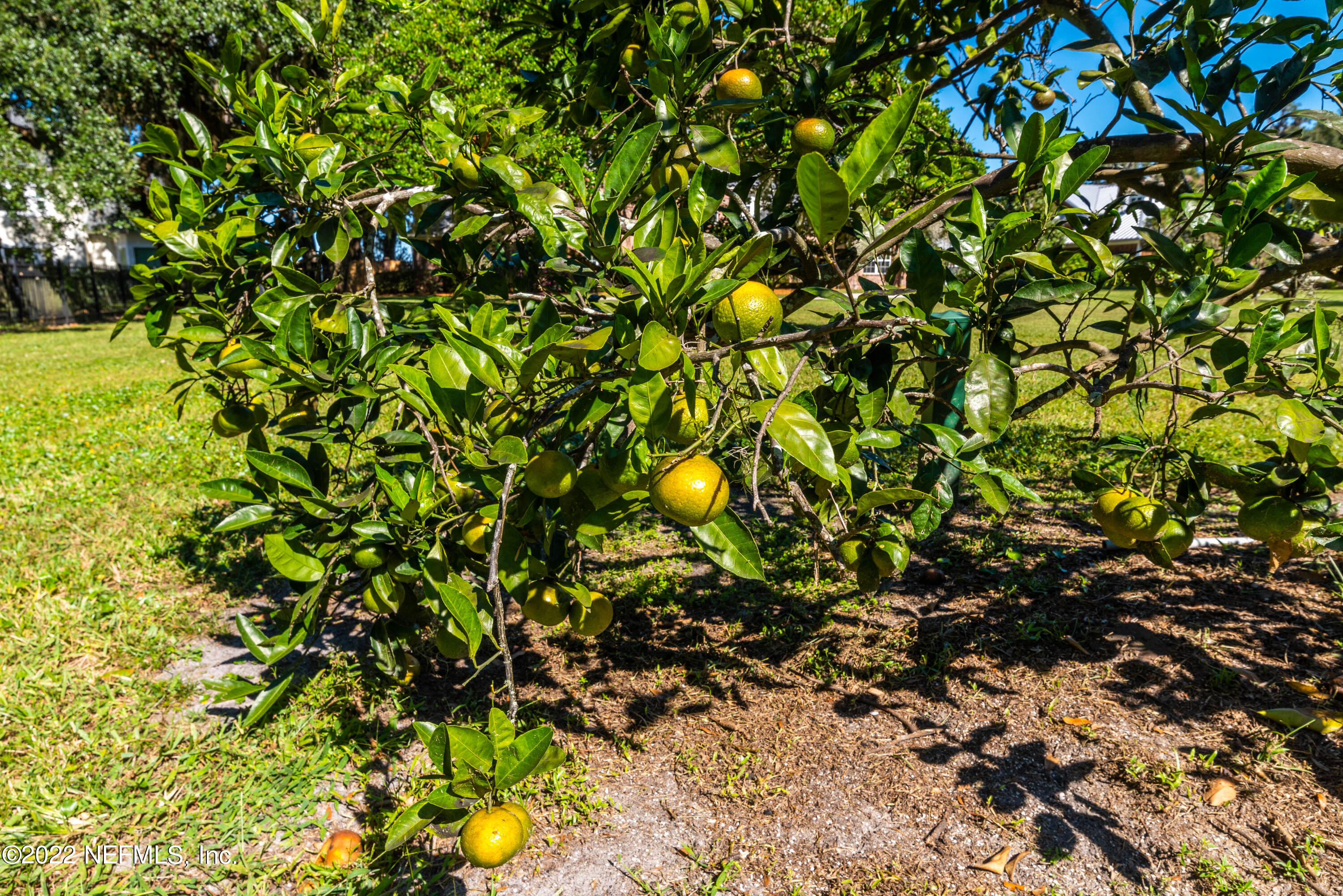 12608 Mandarin Road Jacksonville, FL 32223 - Photo 4 of 55 Citrus Tree
