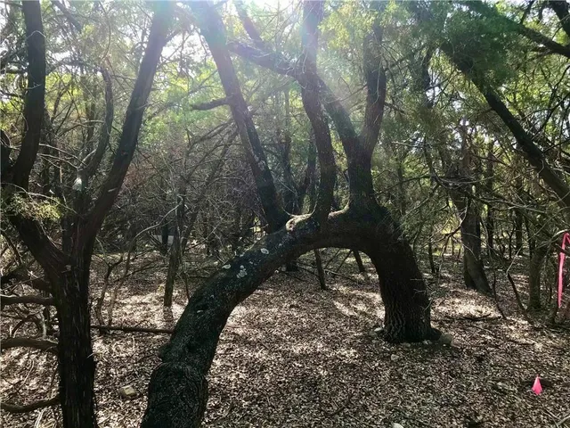 a view of a yard with a tree