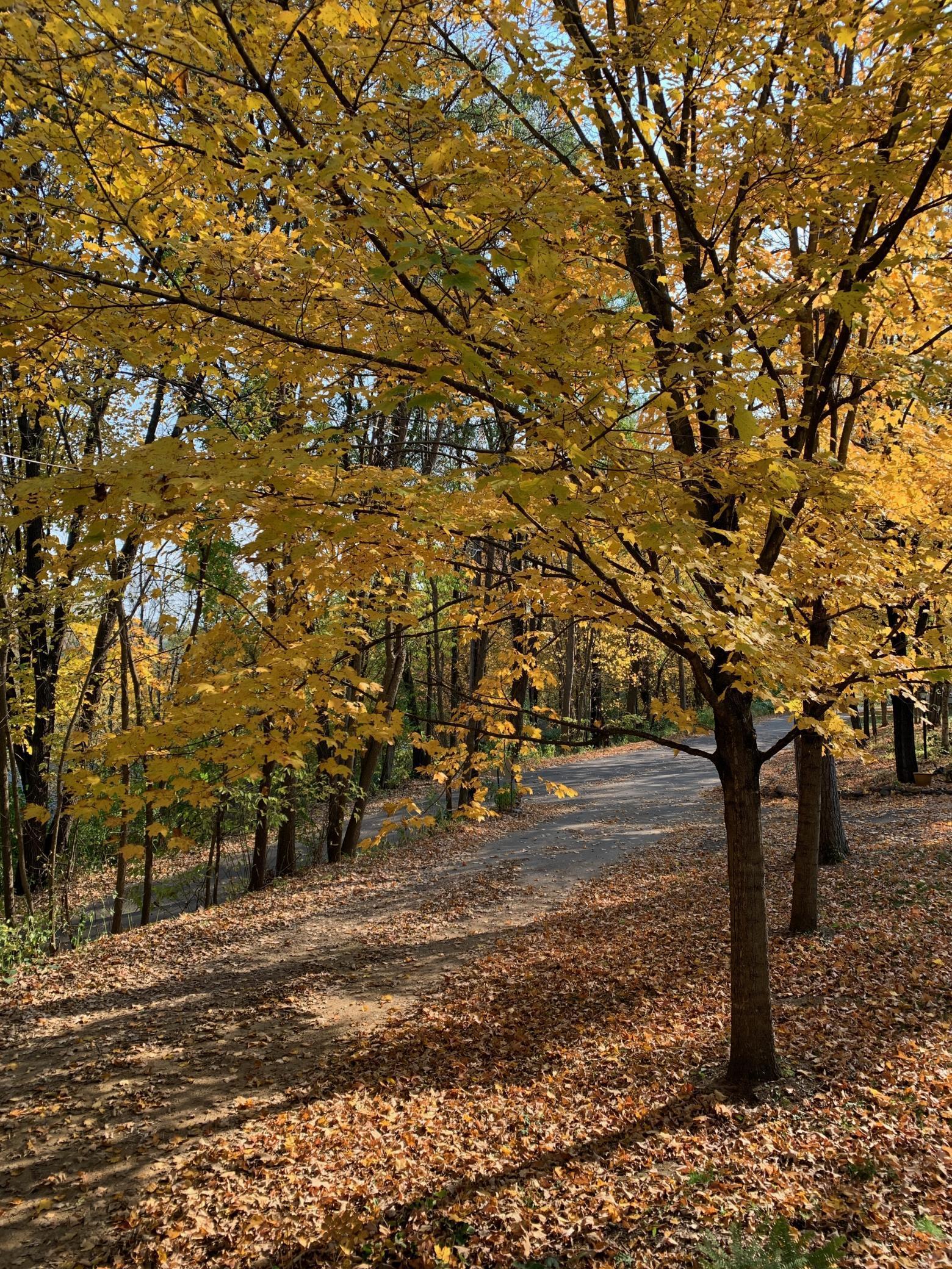 360 3rd Street Marine on St. Croix, MN 55047 - Photo 54 of 65