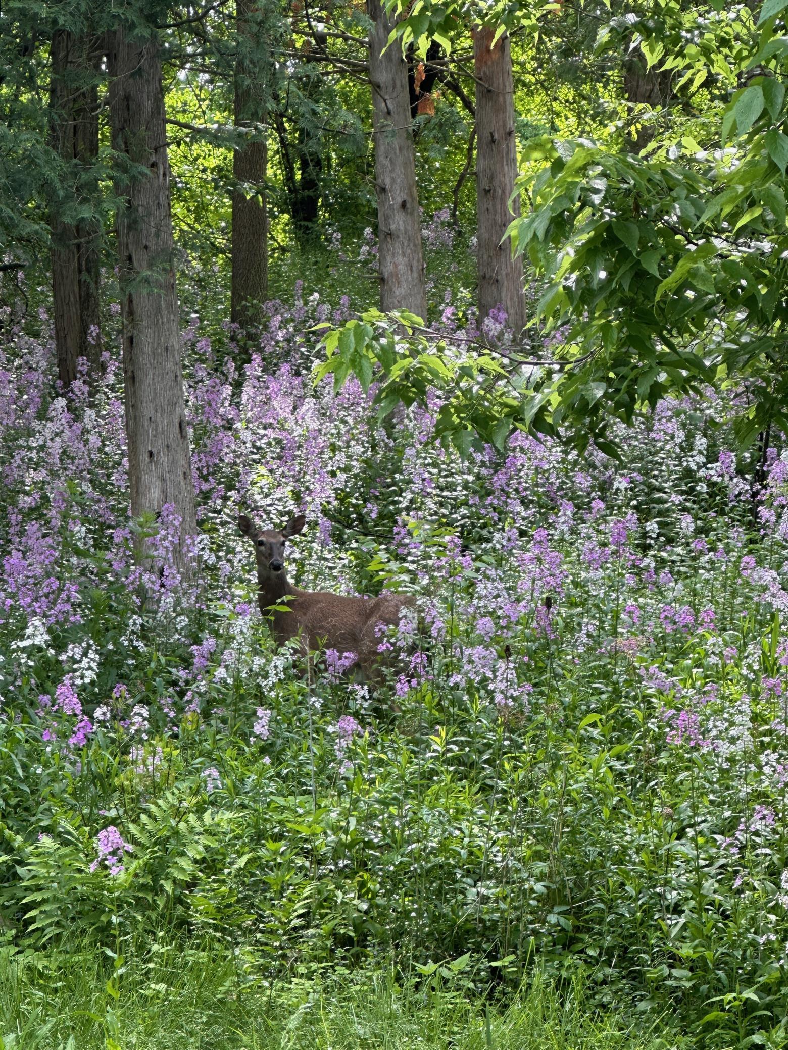 360 3rd Street Marine on St. Croix, MN 55047 - Photo 60 of 65