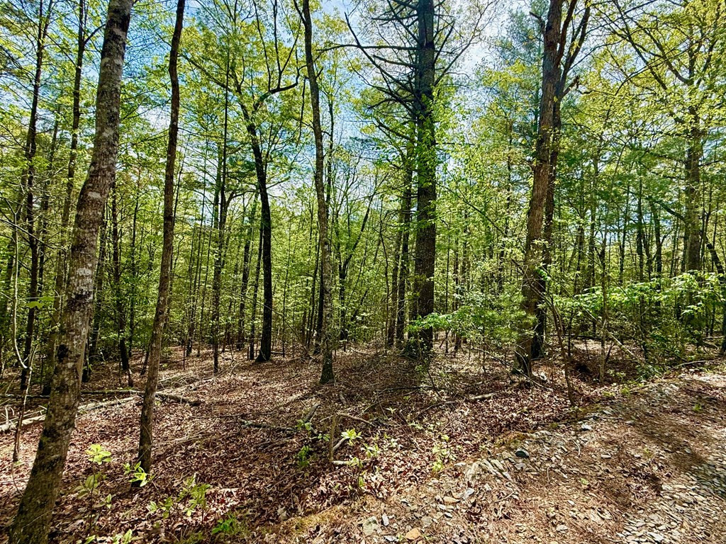 2.07-ac Rainy Farm Road Murphy, NC 28906 - Photo 8 of 11