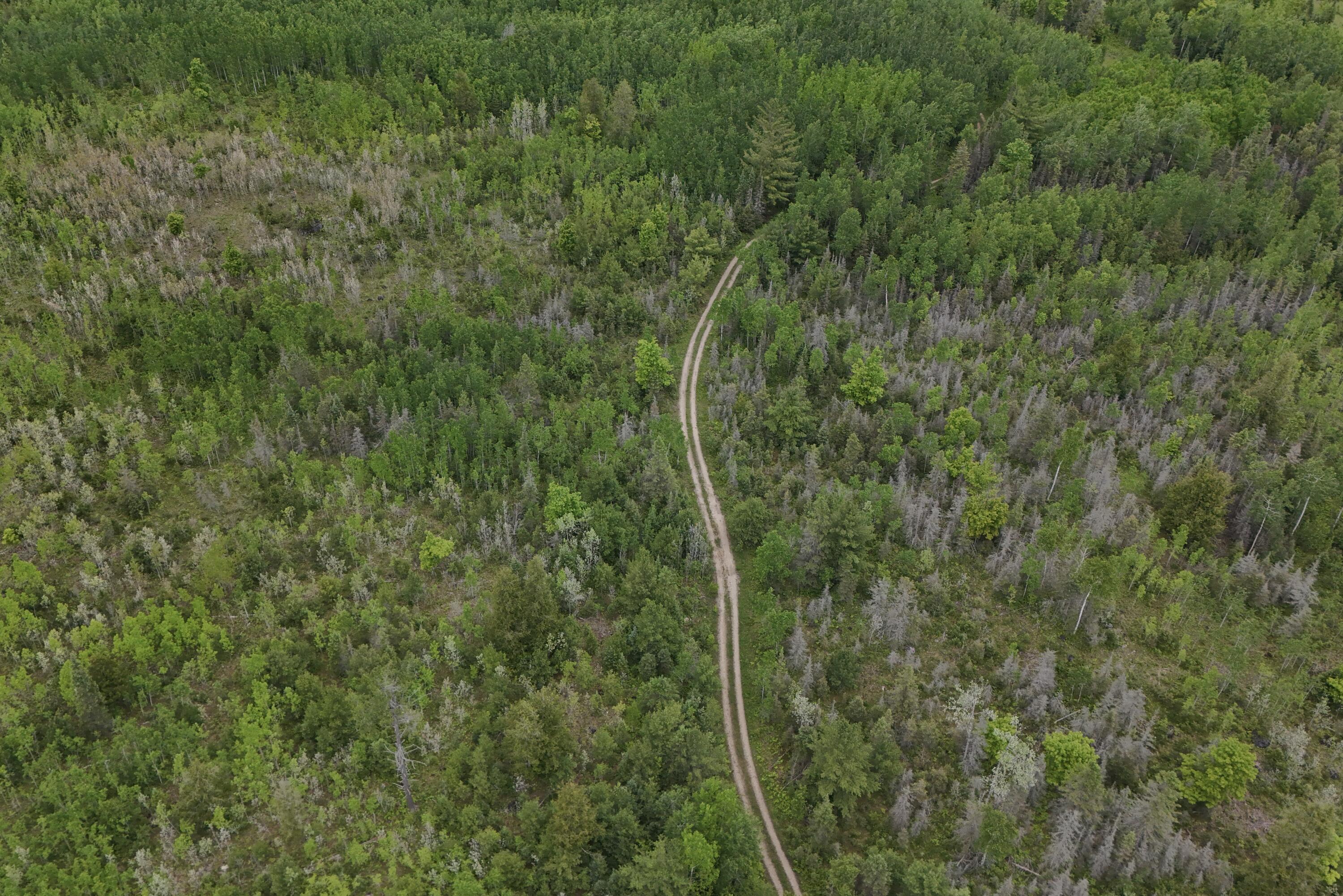 East Woods Road Goetzville, MI 49736 - Photo 1 of 7 DJI_20250630055703_0028_D