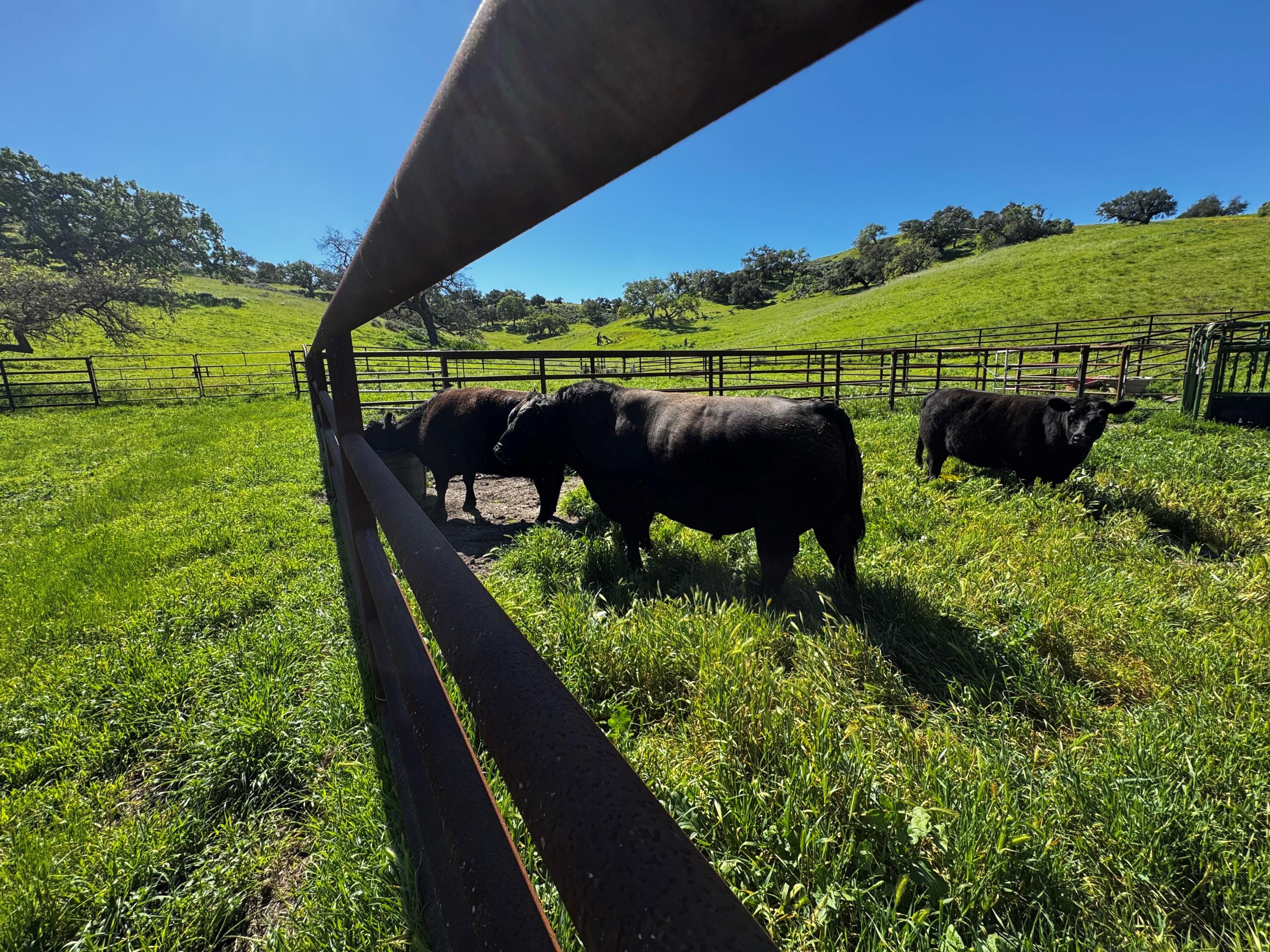 0 Alisos Canyon Road Los Alamos, CA 93440 - Photo 54 of 102 Looking up the Draw from the Cattle Pens