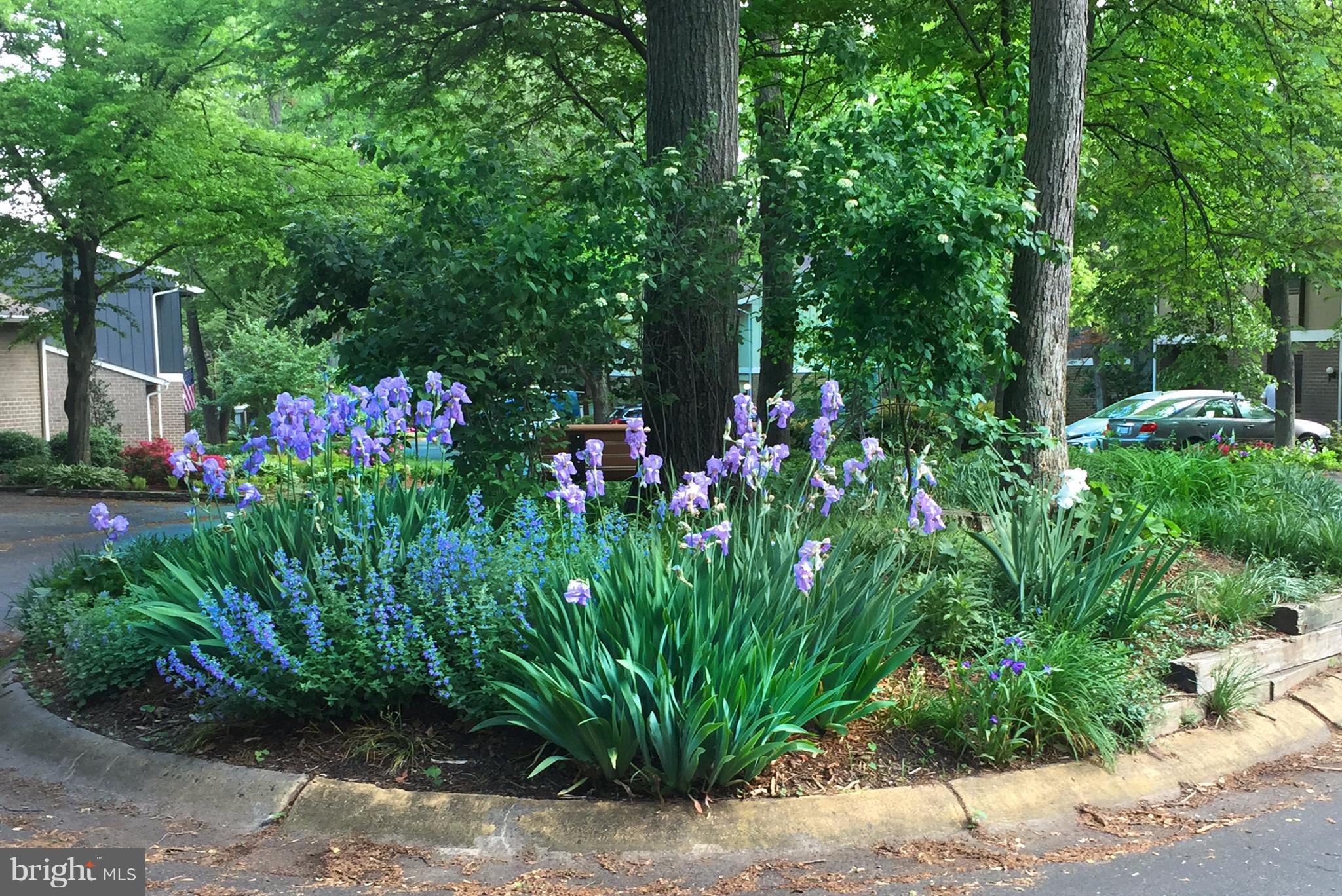 1622 Greenbriar Court Reston, VA 20190 - Photo 27 of 30 Blooms on community island