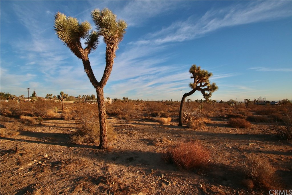 4444 Tanager Road Yucca Valley, CA 92284 - Photo 1 of 1 a view of a dry yard with trees