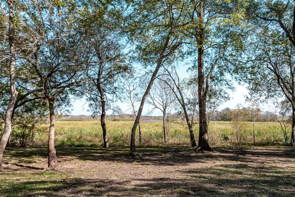 a view of a park with large trees