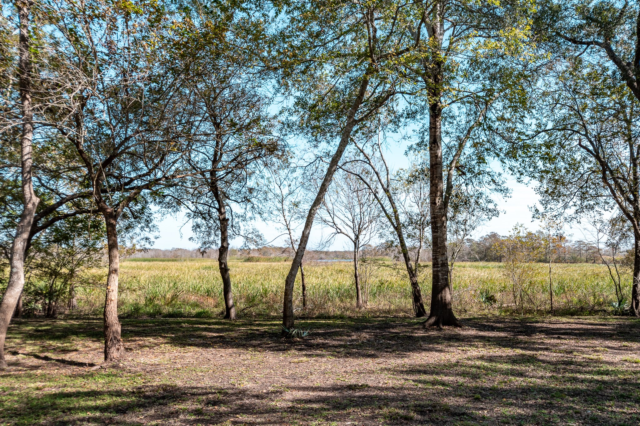 507 Oaks Grande Road Baytown, TX 77523 - Photo 47 of 50 a view of a yard with a tree