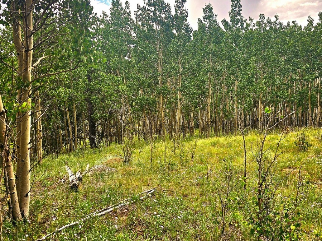 295 Silver Plume Road Alma, CO 80420 - Photo 14 of 17 Gallery Image 14