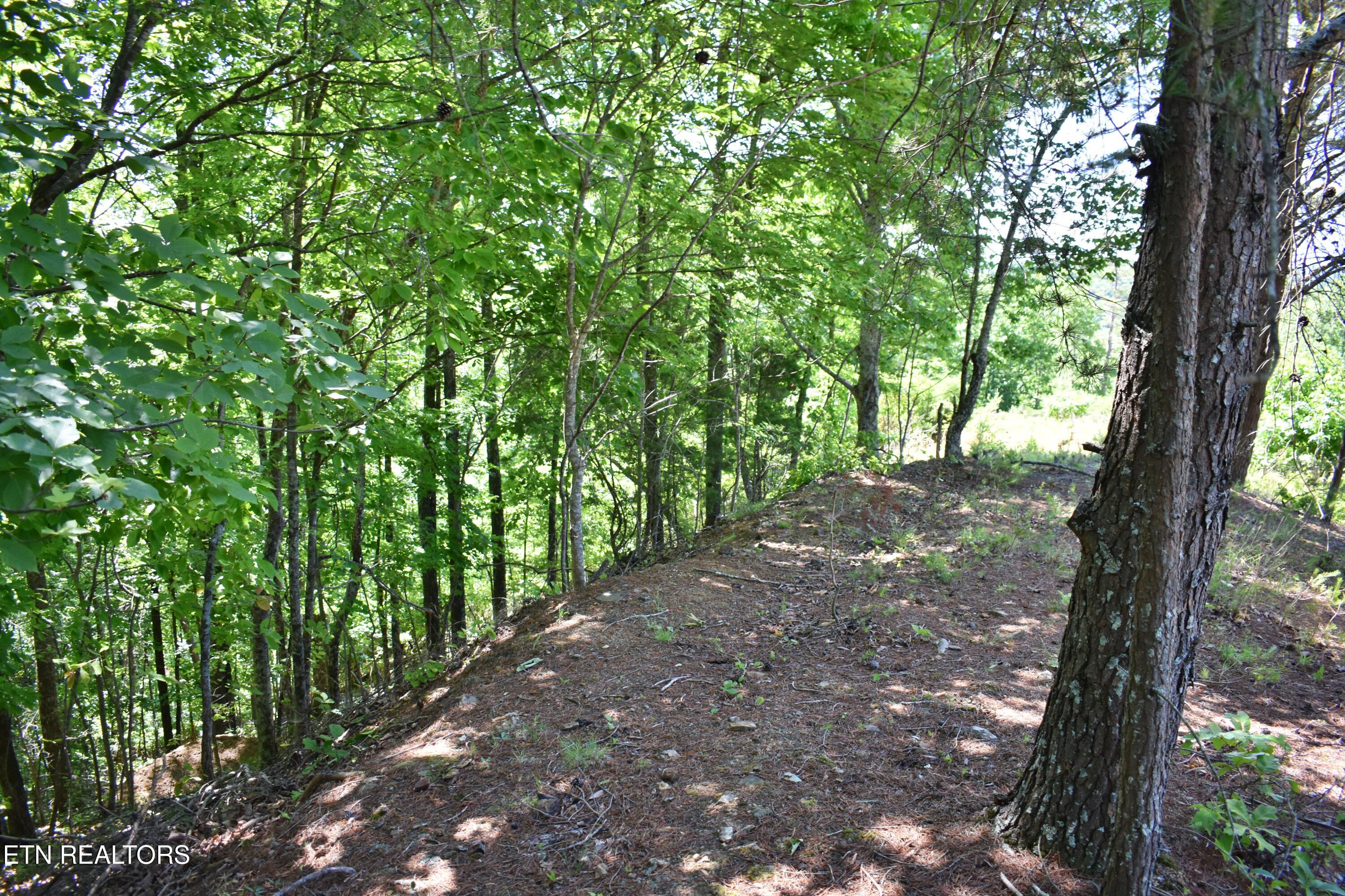 0 Flint Ridge Road Rockwood, TN 37854 - Photo 16 of 37 DSC_0647