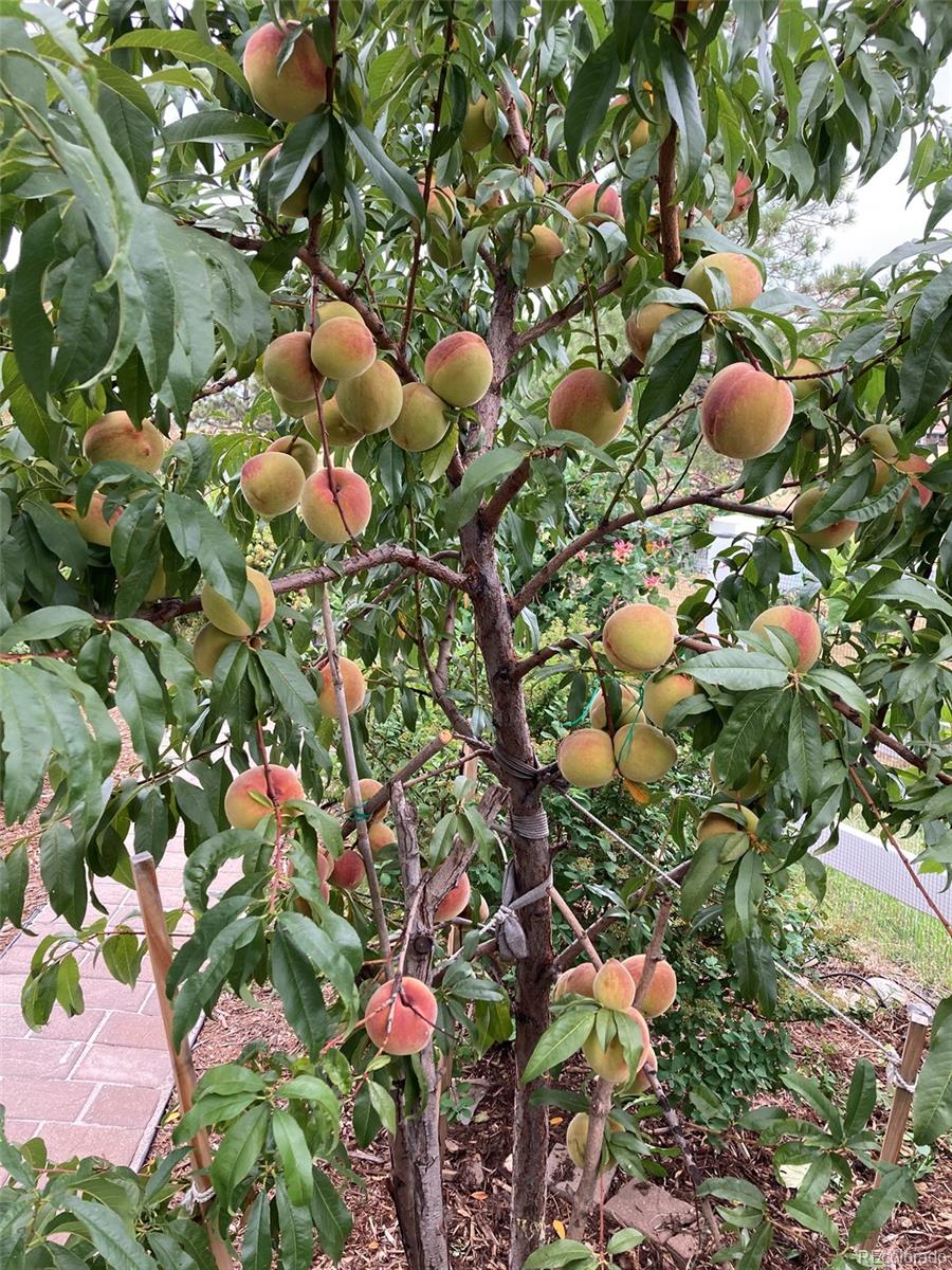 7549 Bantry Court Lone Tree, CO 80124 - Photo 32 of 36