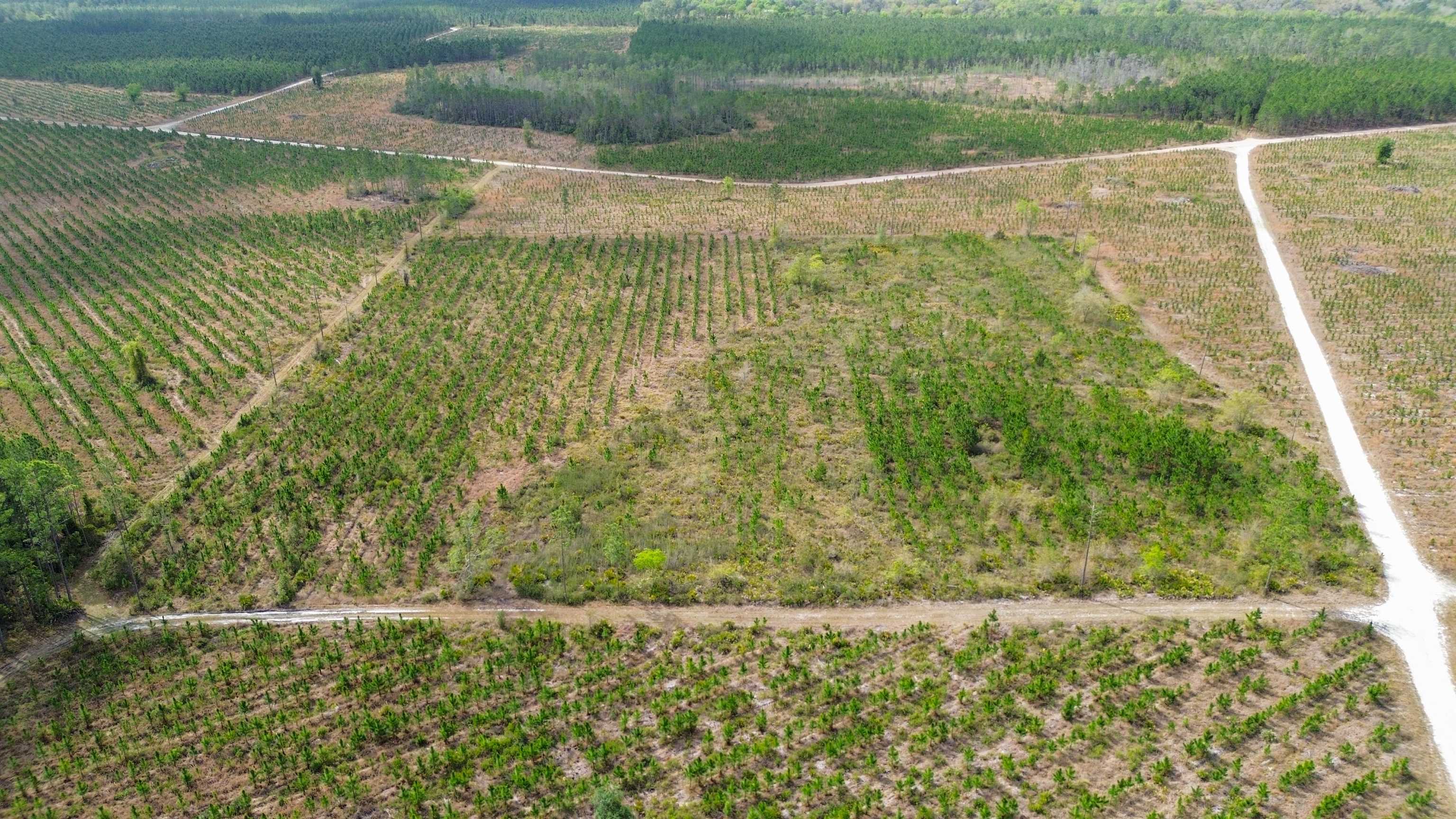0 Fox Road Palatka, FL 32177 - Photo 6 of 17