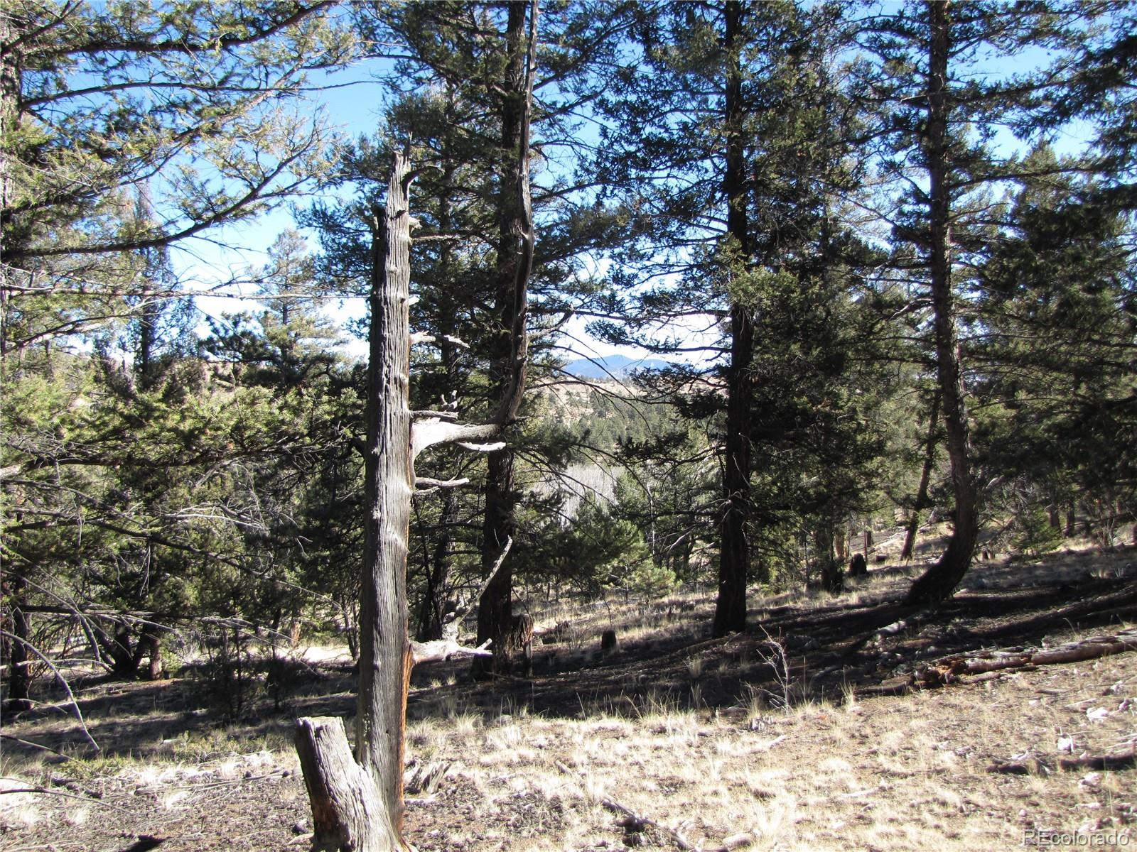 2512 Fitzsimmons Road Hartsel, CO 80449 - Photo 8 of 23