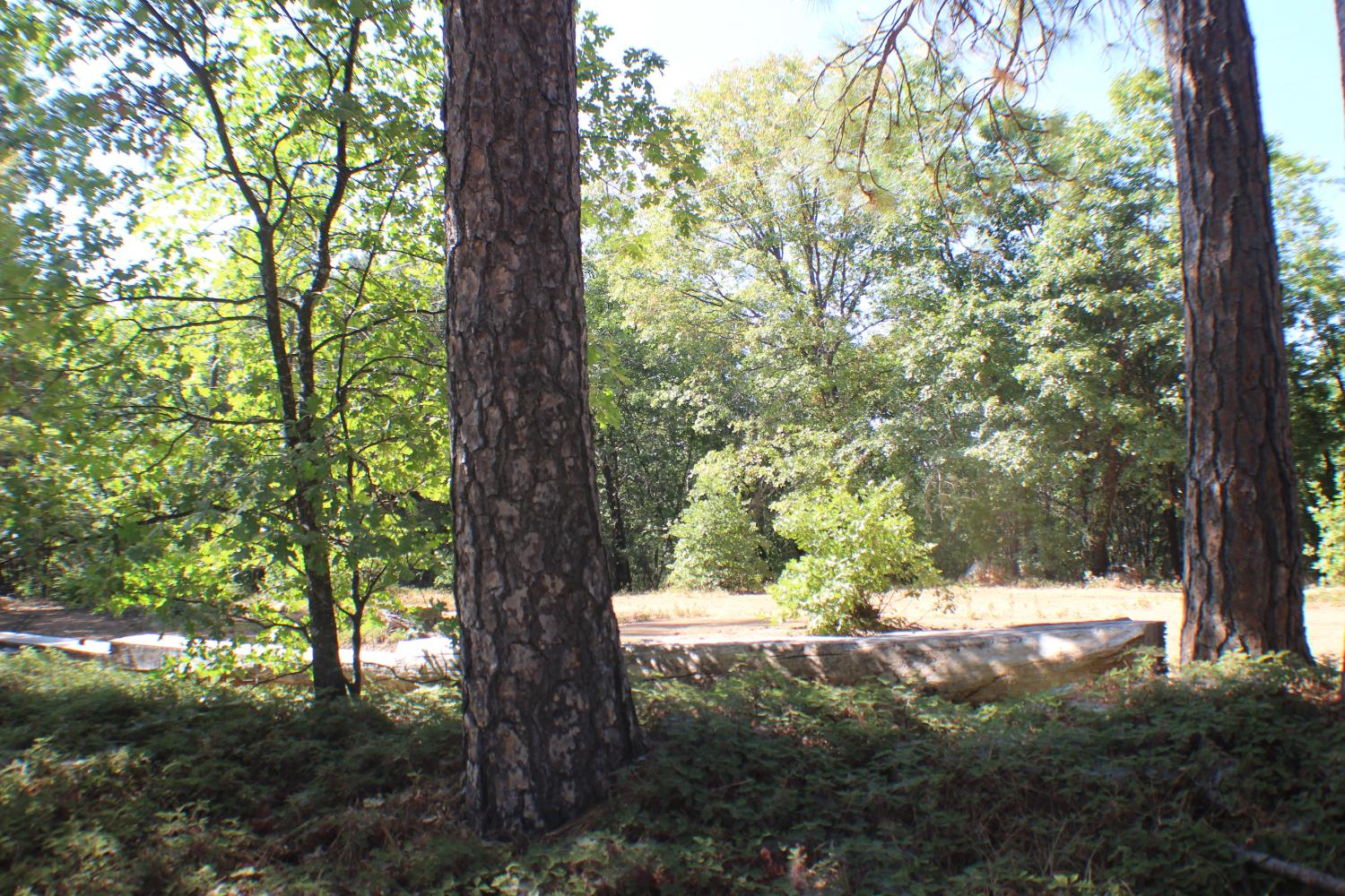 a view of tree covered with tall trees