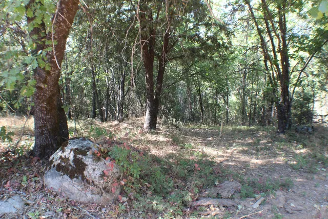 a view of a forest with trees