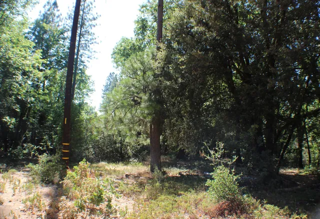 a view of a yard with a tree