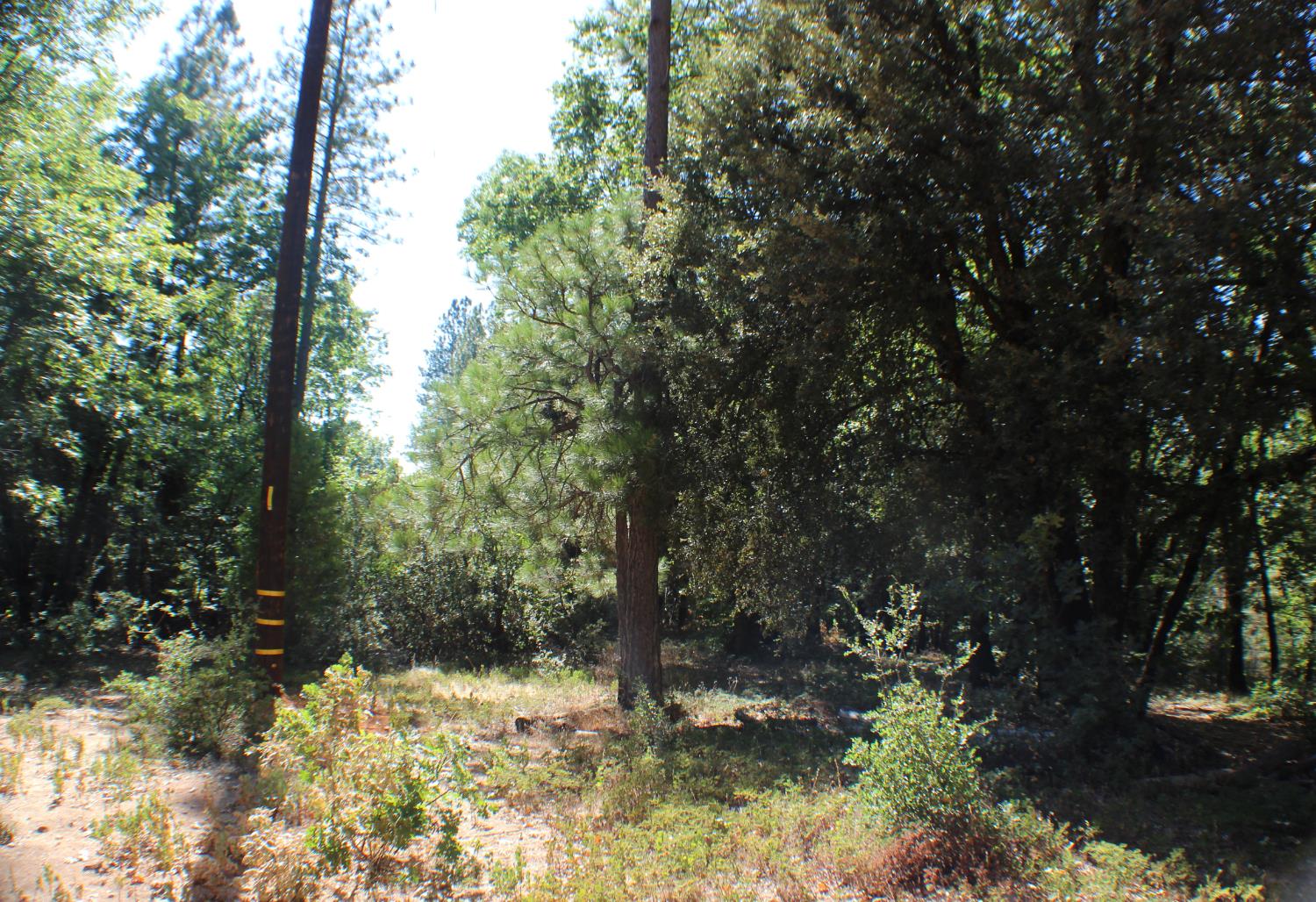 901 Bald Mountain Road West Point, CA 95255 - Photo 13 of 19 a view of a yard with a tree