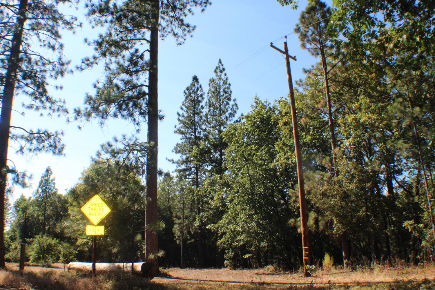 901 Bald Mountain Road West Point, CA 95255 - Photo 15 of 19 a view of a yard with trees