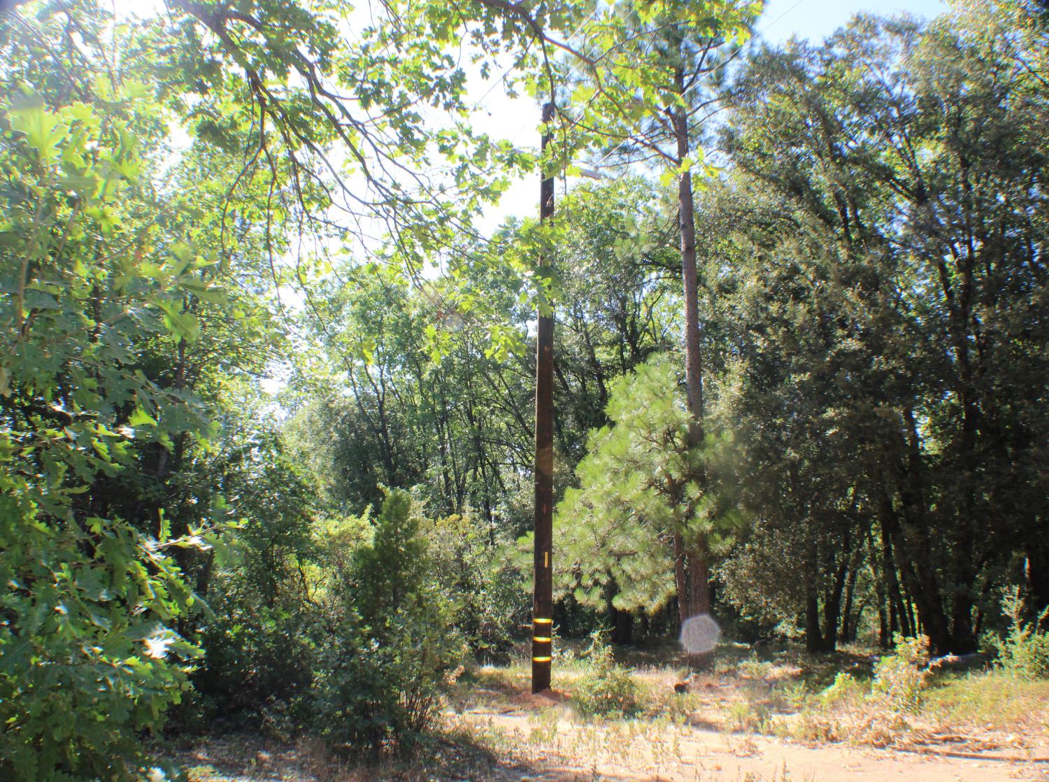 901 Bald Mountain Road West Point, CA 95255 - Photo 18 of 19 a view of a yard with plants and trees