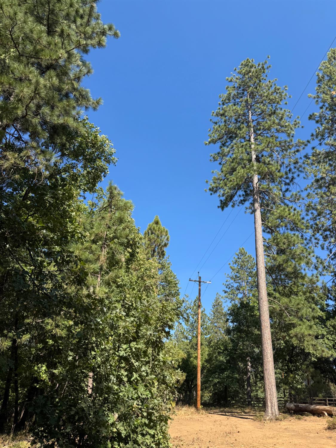 901 Bald Mountain Road West Point, CA 95255 - Photo 7 of 19 a plant in a yard next to a building