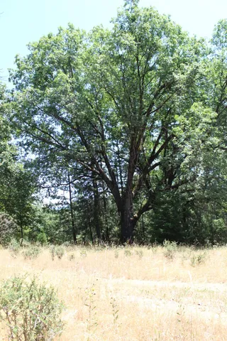 a view of snow covered with trees
