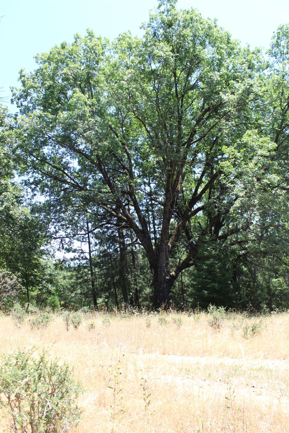 901 Bald Mountain Road West Point, CA 95255 - Photo 8 of 19 a view of snow covered with trees