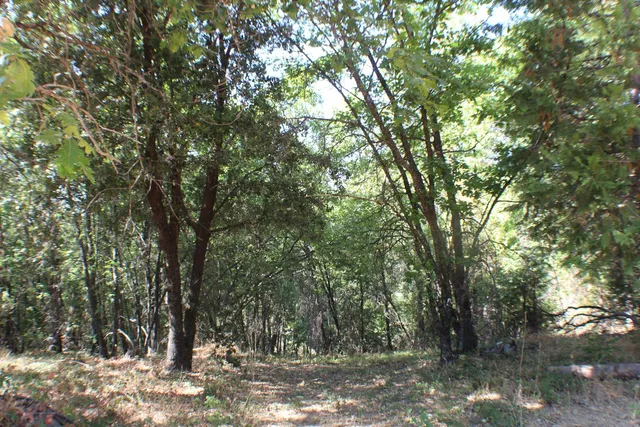 a view of a forest filled with trees