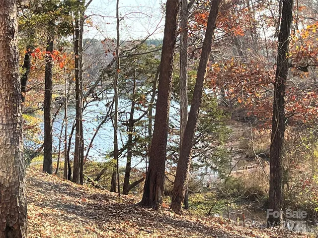 a view of a forest filled with trees