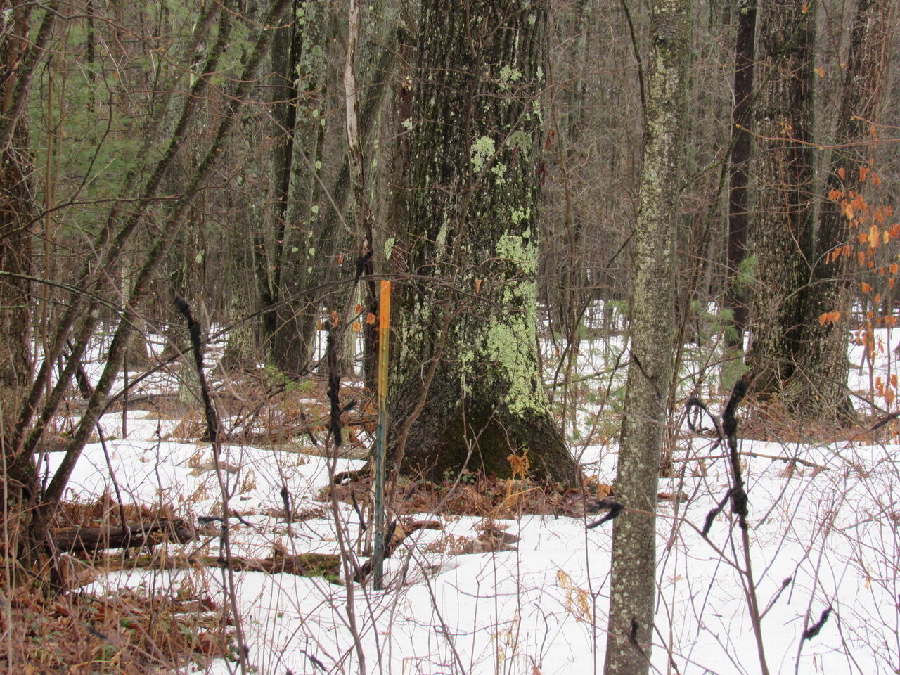 Ivy Road Roscommon, MI 48653 - Photo 1 of 13 Gallery Image 1