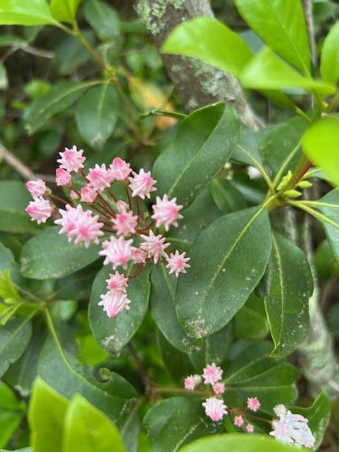 0 Groves Road Pikeville, TN 37367 - Photo 11 of 13 flowers
