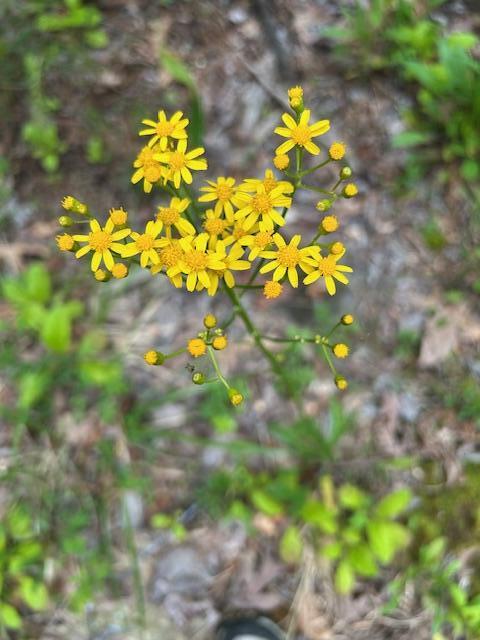 0 Groves Road Pikeville, TN 37367 - Photo 12 of 13 wildflower