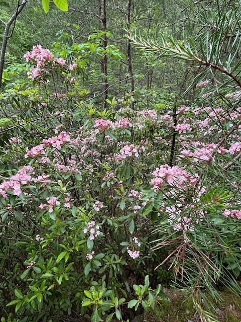 0 Groves Road Pikeville, TN 37367 - Photo 13 of 13 Mtn Laurel