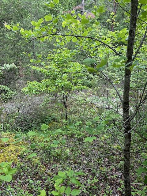 0 Groves Road Pikeville, TN 37367 - Photo 6 of 13 Rock Formations