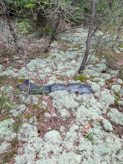 0 Groves Road Pikeville, TN 37367 - Photo 9 of 13 Moss