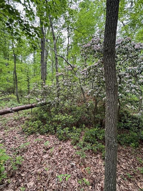 0 Groves Road Pikeville, TN 37367 - Photo 10 of 13 Land