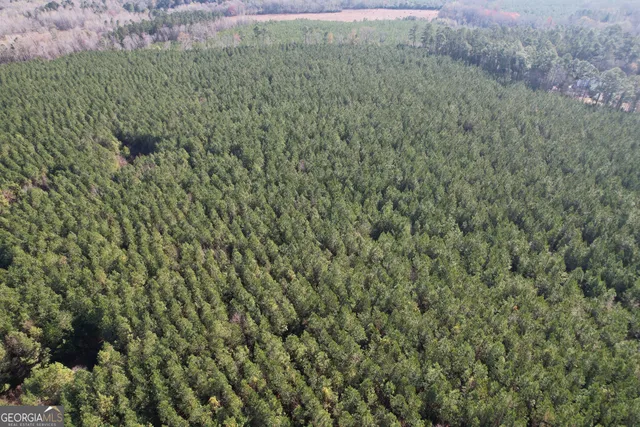 a view of a forest with a tree