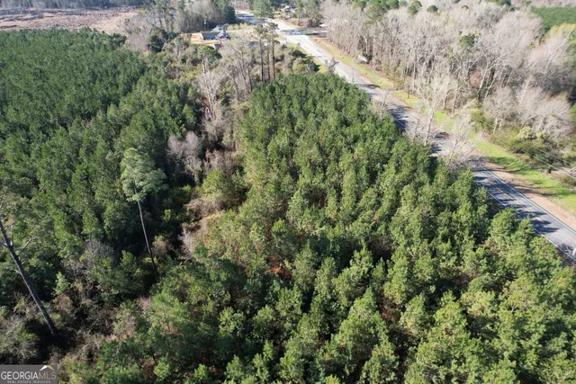a view of a forest with a tree