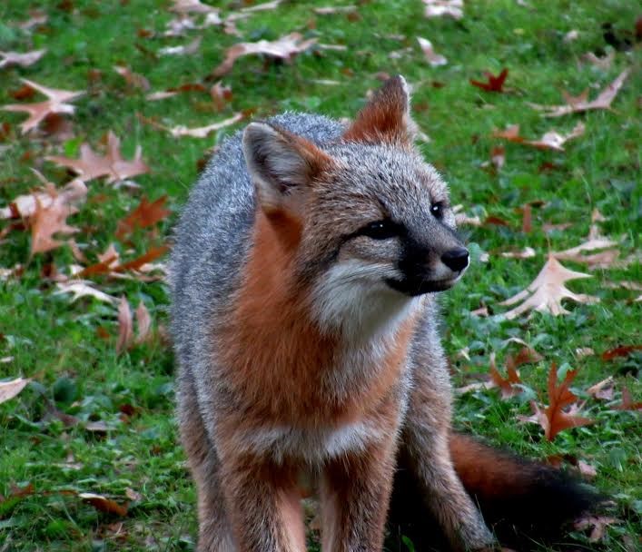3 Greene Street Alfred, NY 14802 - Photo 42 of 46 Village wildlife