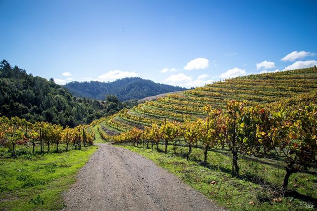 a view of a tree with lots of tree