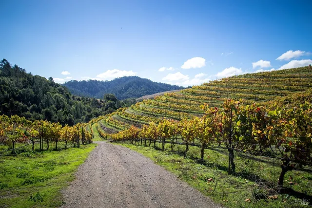 a view of a tree with lots of tree